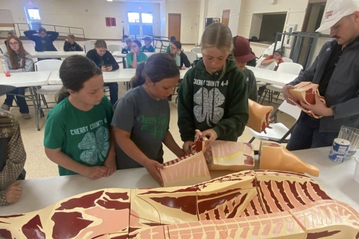 Children assembling a meat cut model at a table with adult guidance.