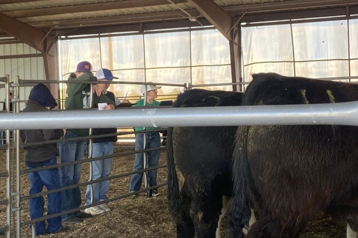 People observing cattle in a pen inside a barn.