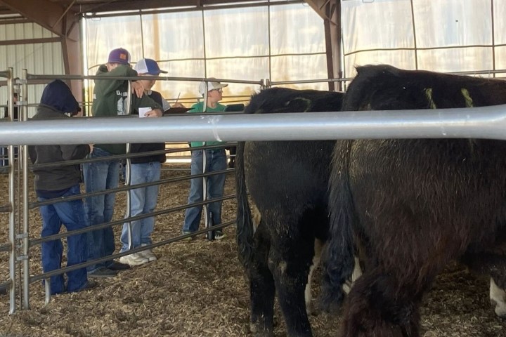 Group of people observing cattle in a penned area inside a barn.